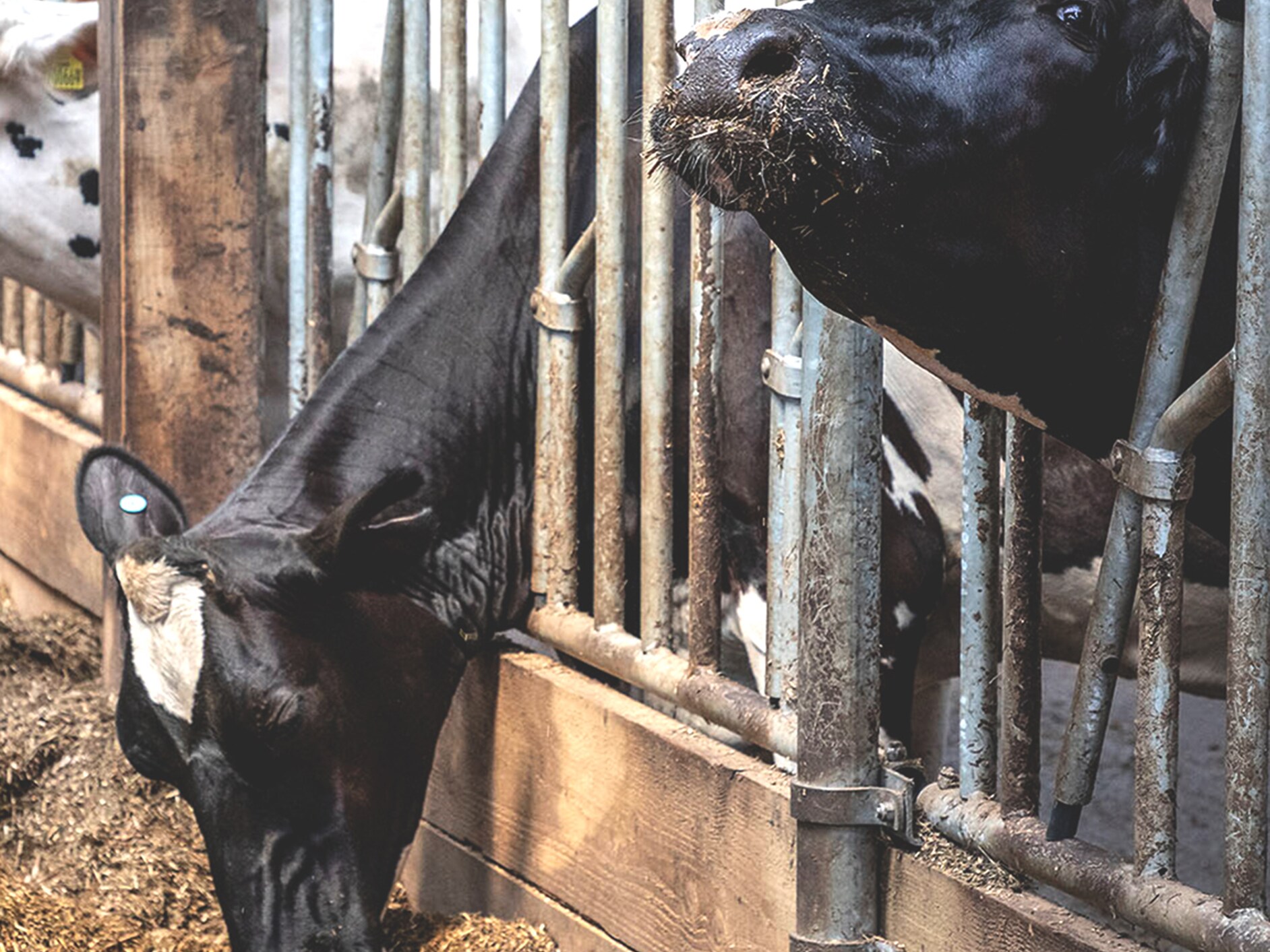 Carrying on through challenging times