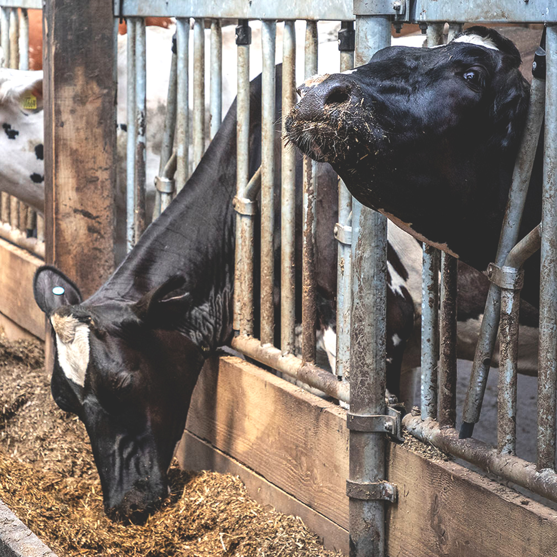 Carrying on through challenging times Carrying on through challenging times